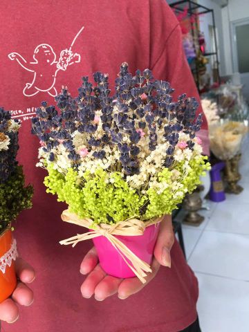 CHẬU LAVENDER SIZE MINI