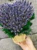 chậu lavender trái tim mộng mơ