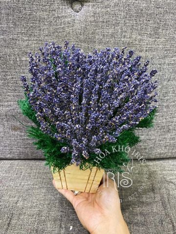 chậu lavender trái tim mộng mơ