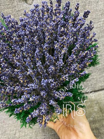 chậu lavender trái tim mộng mơ