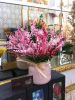 CHẬU HOA SAO HỒNG TÍM