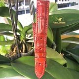  DÂY DA CÁ SẤU S18*16 