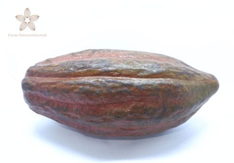  Trái cacao tươi 