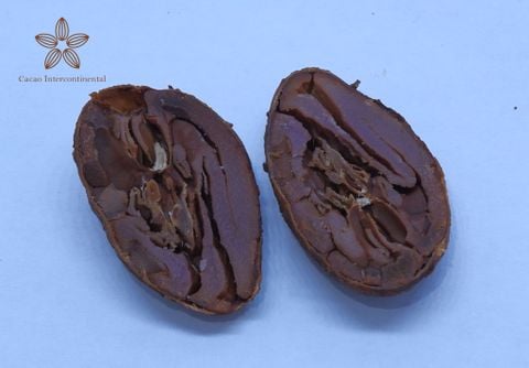  Hạt cacao không lên men 