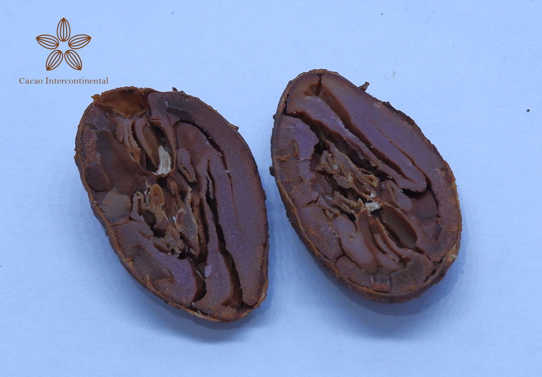 Hạt cacao không lên men