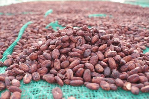  Hạt cacao lên men 