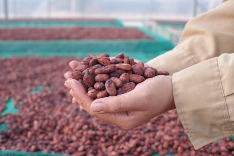  Hạt cacao lên men 