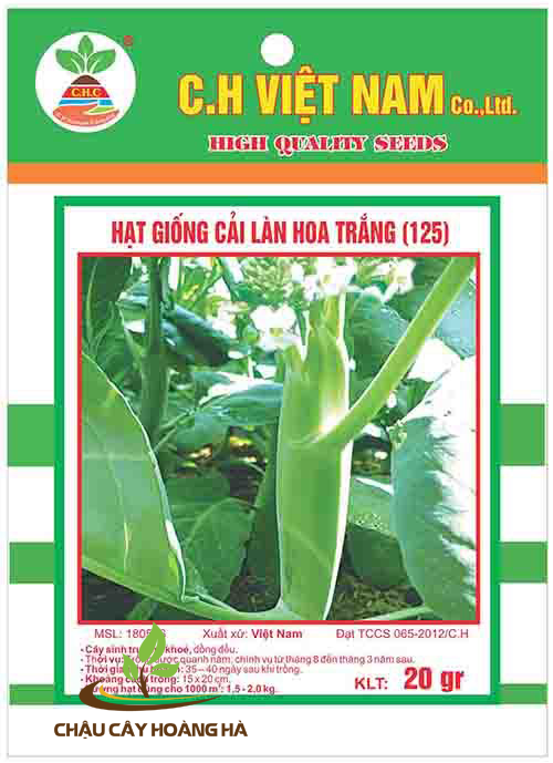 Hạt giống cải làn hoa trắng