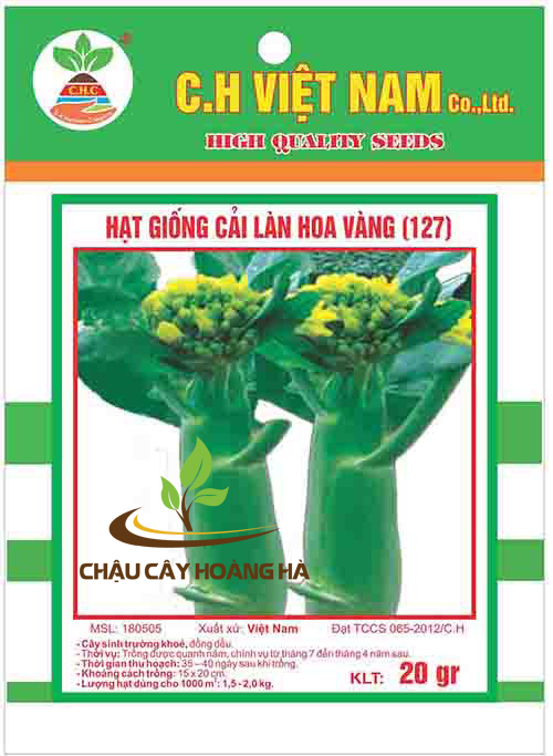 Hạt giống cải làn hoa vàng