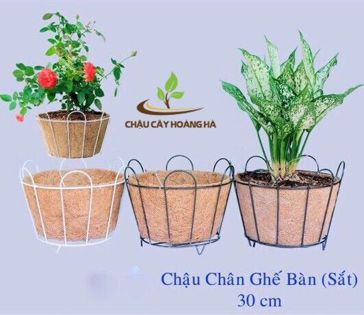 Chậu xơ dừa chân ghế