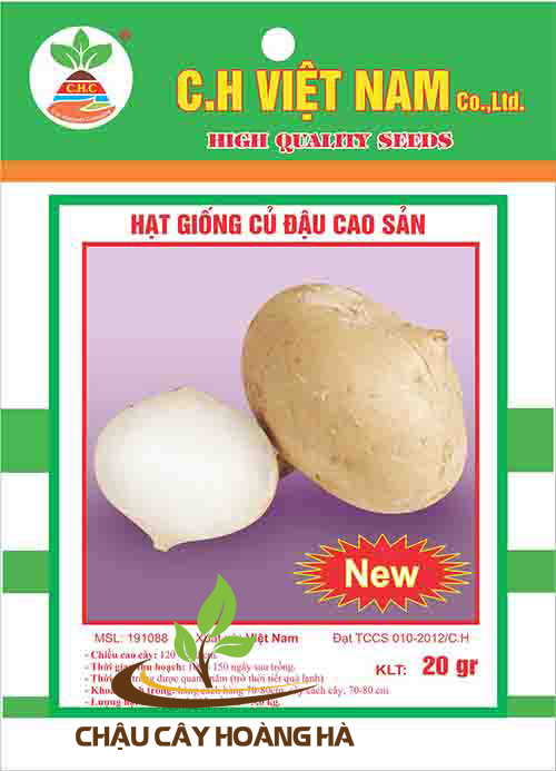 Hạt giống củ đậu cao sản