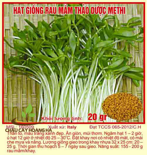 Hạt giống rau mầm thảo dược Methi