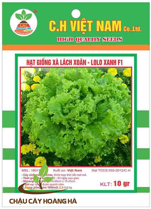 Hạt giống xà lách xoăn - Lolo xanh F1