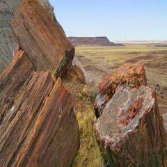 Gỗ hóa thạch (Petrified Wood)