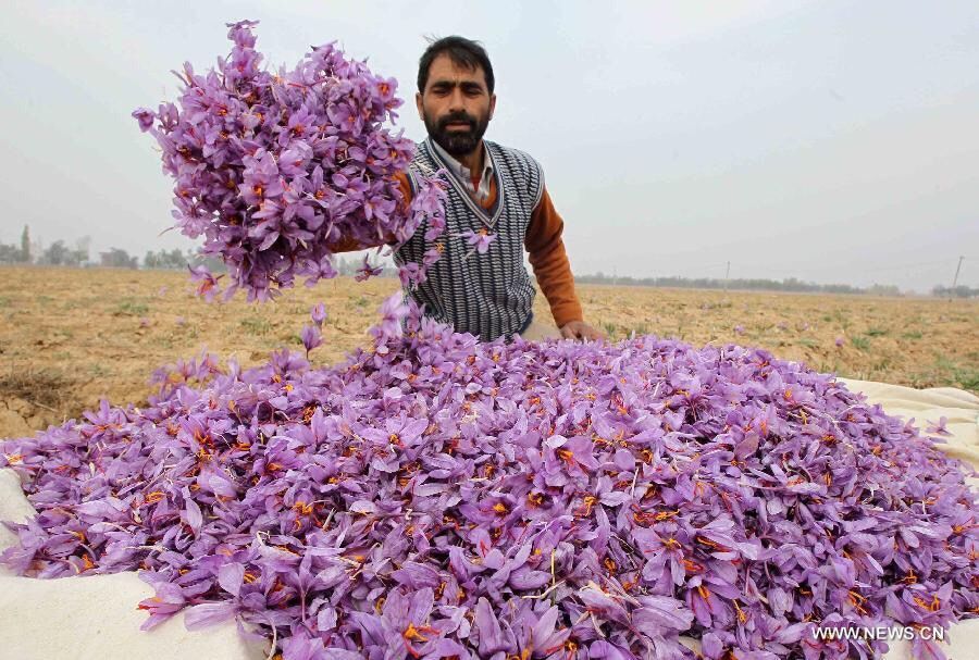 Hũ 1g Saffron (Nhụy hoa nghệ tây Tây Á chính hãng)