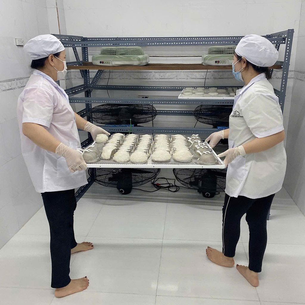 Tổ Yến Làm Sạch Dạng Tròn - 100% sợi THƯỢNG HẠNG