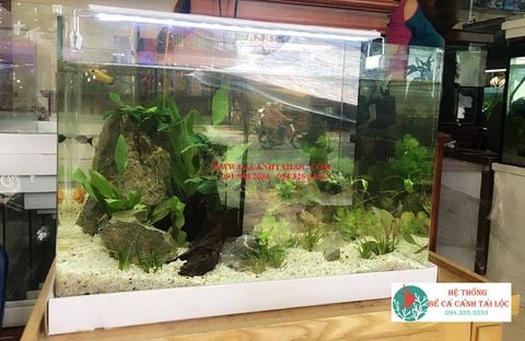 Bể cá mini vuông