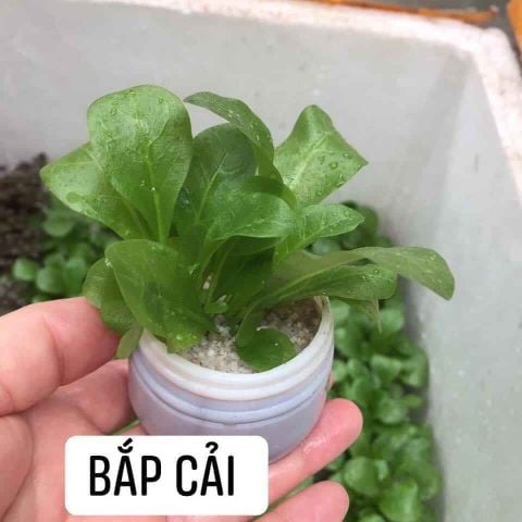 CÂY BẮP CẢI