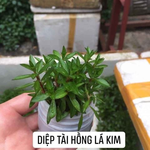 CÂY DIỆP TÀI HỒNG LÁ KIM