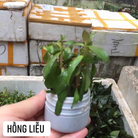 CÂY HỒNG LIỄU