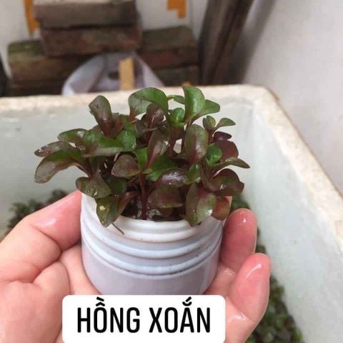 CÂY HỒNG XOẮN