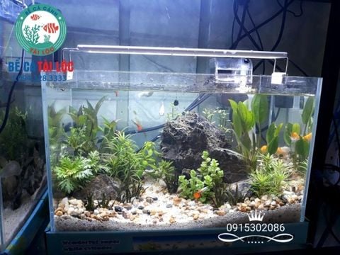 BỂ CÁ KÍNH SIÊU TRONG 40CM BCMN09