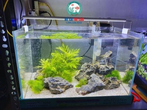 BỂ CÁ SIÊU TRONG 40CM BCMN24