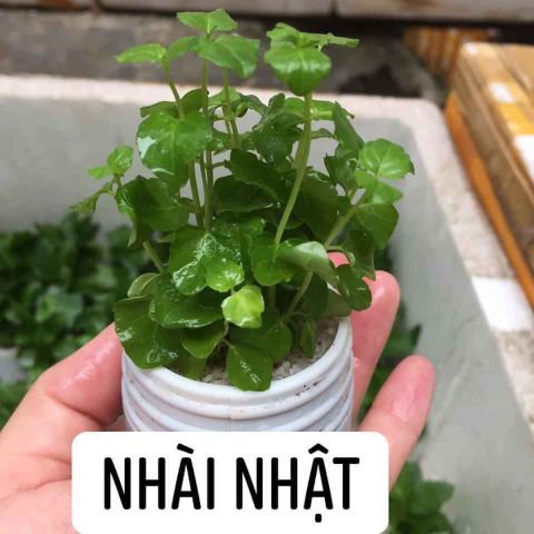 CÂY NHÀI NHẬT