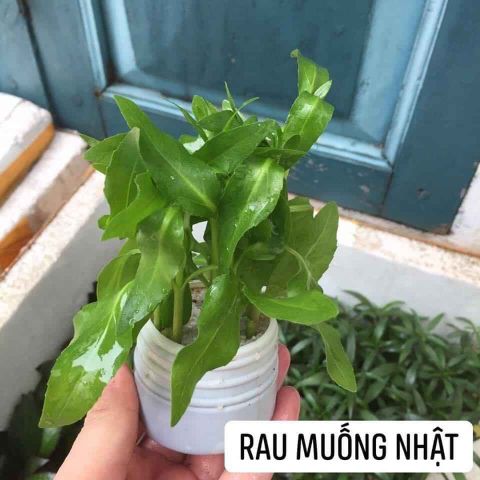 CÂY RAU MUỐNG NHẬT