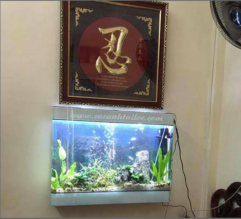 Bể cá treo tường đúc TTĐ 1