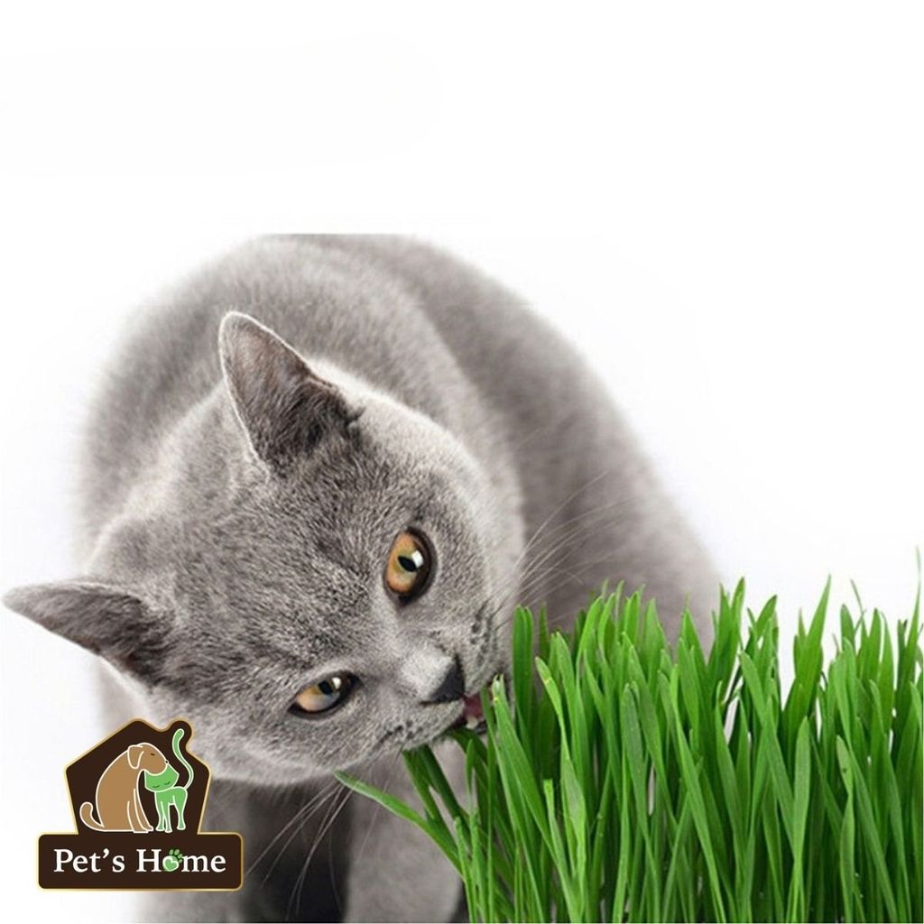 [HOẢ TỐC] Ly cỏ mèo tươi, cỏ lúa mạch, cỏ lúa mì tươi trồng sẵn giàu chất xơ, giảm búi lông cho mèo