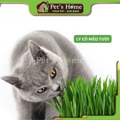 [HOẢ TỐC] Ly cỏ mèo tươi, cỏ lúa mạch, cỏ lúa mì tươi trồng sẵn giàu chất xơ, giảm búi lông cho mèo