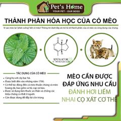 [HOẢ TỐC] Ly cỏ mèo tươi, cỏ lúa mạch, cỏ lúa mì tươi trồng sẵn giàu chất xơ, giảm búi lông cho mèo