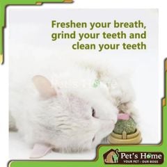 Viên catnip dán tường cho mèo