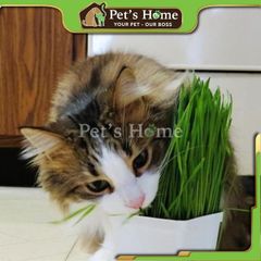 [HOẢ TỐC] Ly cỏ mèo tươi, cỏ lúa mạch, cỏ lúa mì tươi trồng sẵn giàu chất xơ, giảm búi lông cho mèo