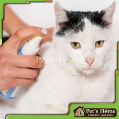 Xịt ve rận Frontline Spray giúp phòng ngừa, loại bỏ ve, bọ chét, rận ở chó mèo, chó mèo con Pháp