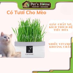 [HOẢ TỐC] Ly cỏ mèo tươi, cỏ lúa mạch, cỏ lúa mì tươi trồng sẵn giàu chất xơ, giảm búi lông cho mèo