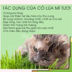 [HOẢ TỐC] Ly cỏ mèo tươi, cỏ lúa mạch, cỏ lúa mì tươi trồng sẵn giàu chất xơ, giảm búi lông cho mèo
