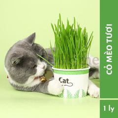 [HOẢ TỐC] Ly cỏ mèo tươi, cỏ lúa mạch, cỏ lúa mì tươi trồng sẵn giàu chất xơ, giảm búi lông cho mèo
