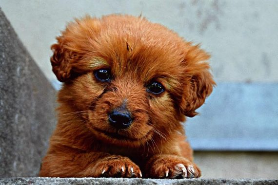 Gói SPA combo cho Chó