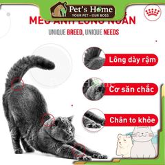 Pate Royal Canin British Shorthair thức ăn uớt mềm cho giống mèo Anh Lông Ngắn Pháp gói 85g