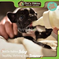 Sữa PetAg Esbilac Puppy Milk Replacer Powder sữa bột thay thế sữa mẹ cho chó sơ sinh Mỹ lon 340g