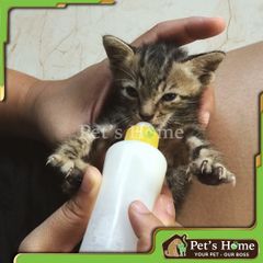 Sữa Precaten cung cấp Canxi, Vitamin và các khoáng chất cần thiết cho mèo Việt Nam hộp 110g