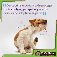 [CHÍNH HÃNG] Viên nhai Bravecto loại bỏ ve rận, bọ chét, viêm da, ghẻ cho chó
