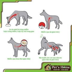 Xổ giun cho chó Drontal Plus