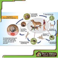Chai xịt Vime Frondog chai xịt ngăn ngừa, loại bỏ ve rận, bọ chét trên chó mèo, chó mèo mang thai
