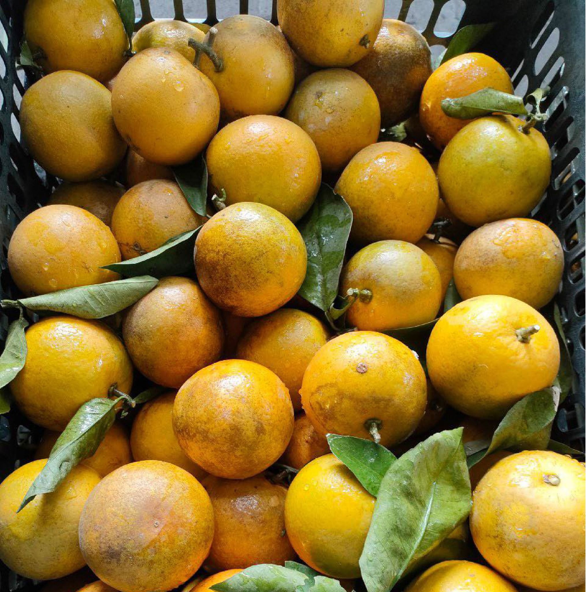 Cam Xã Đoài 5kg/thùng