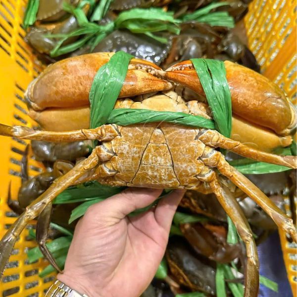 Cua sống Cà mau CUA Y5 (500g/con)