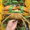 Cua sống Cà mau CUA Y5 (500g/con)