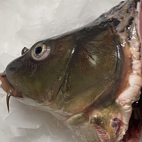  Đầu cá chép (400g - 600g/cái) 